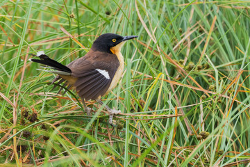 Black-capped donacobius