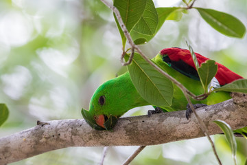 Red Winged Parrot in Australia