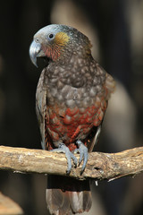 Kaka New Zealand Endemic Parrot