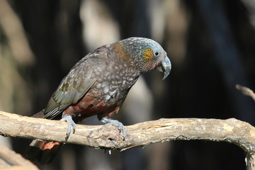 Kaka New Zealand Endemic Parrot