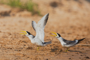 Pair of large-billed tern