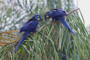 Hyacinth macaw pair, courtship meeting
