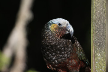 Kaka New Zealand Endemic Parrot