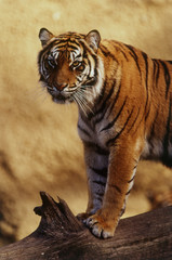 Sumatran Tiger, (Panthera tigris)