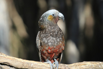 Kaka New Zealand Endemic Parrot
