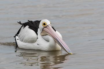 Australian Pelican