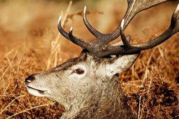 The King's Deer, red deer stags or bucks of Richmond Park, London, UK, as one of the main mammal attractions of this reserve.