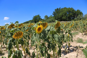 A dried field of sunflowers in summer in France on a sunny day against a blue sky