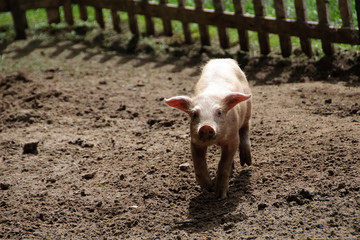 Baby pig (Sus domesticus) on farm.