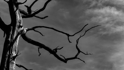 silhouette of a tree