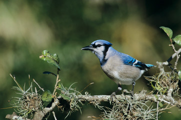 Blue Jay, Cyanocitta cristata,adult, San Antonio, Texas, USA, Oktober