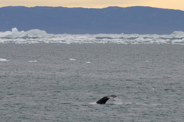 Fototapeta premium Greenland, Nuussuaq Peninsula, Qaasuitsup, Disko Bay near Saqqaq. Humpback whales (Megaptera novaeangliae) along the Greenland coast with icebergs.