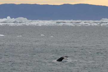 Greenland, Nuussuaq Peninsula, Qaasuitsup, Disko Bay near Saqqaq. Humpback whales (Megaptera novaeangliae) along the Greenland coast with icebergs.