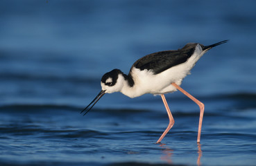 Black-necked Stilt, Himantopus mexicanus,adult feeding, Rockport, Texas, USA, December