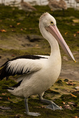Australian Pelican