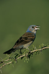 Blue Grosbeak, Guiraca caerulea, immature male on huisache, Starr County, Rio Grande Valley, Texas, USA, May