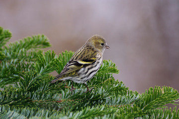 Eurasian Siskin (Carduelis spinus), female perched on spruce branch, Zug, Switzerland, December