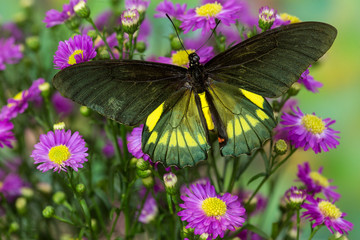 Fototapeta na wymiar Belus Swallowtail Butterfly, Battus belus Cochabamba on small pink daisy