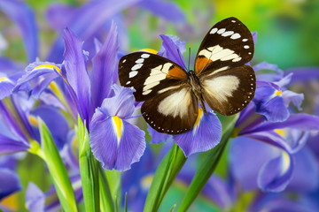 Trajan's Forest Queen Butterfly, Euxanthe trajanus