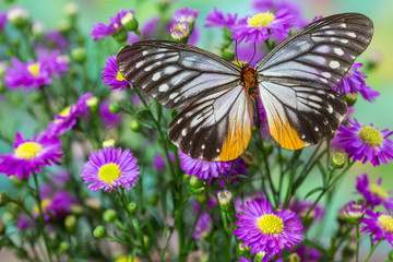 Butterfly Calinaga Buddha, the Freak