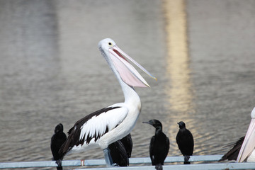Australian Pelican
