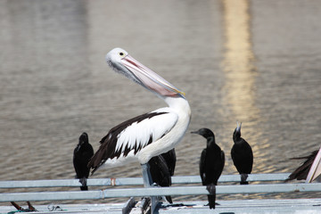 Australian Pelican