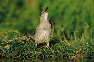 Curve-billed Thrasher, Toxostoma curvirostre, adult drinking, Starr County, Rio Grande Valley, Texas, USA, May