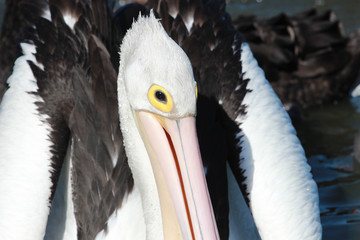 Australian Pelican