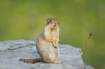 Columbian Ground Squirrel,Spermophilus columbianus, Glacier National Park, Montana, USA, July