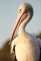 Australian Pelican