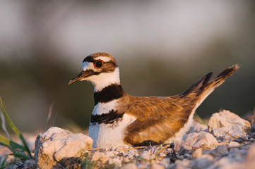 Killdeer, Charadrius vociferus, adult on nest, Willacy County, Rio Grande Valley, Texas, USA, June