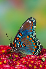 Red Spotted Purple Butterfly, Limenitis astyanax