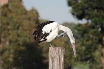 Australian Pelican