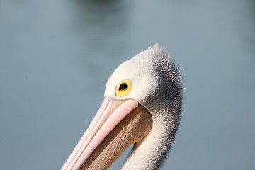 Australian Pelican