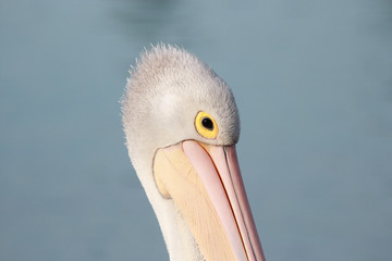 Australian Pelican