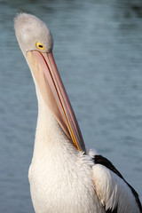 Australian Pelican