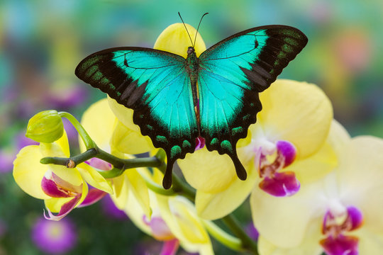 Sea Green Swallowtail Butterfly, Papilio lorquinianus