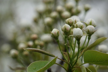 Obraz premium buds of lilac