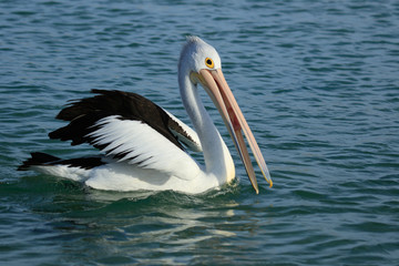 Australian Pelican