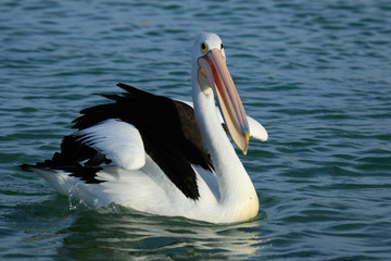 Australian Pelican