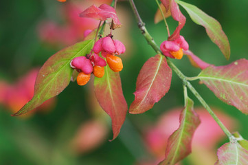 European Spindle-Tree, Euonymus europaea, fruit, fallcolors, Unterlunkhofen, Switzerland, August