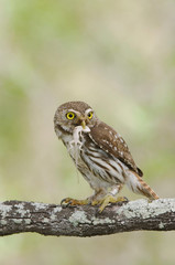 Fototapeta premium Ferruginous Pygmy-Owl, Glaucidium brasilianum, adult with lizard prey, Willacy County, Rio Grande Valley, Texas, USA, June