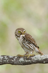 Ferruginous Pygmy-Owl, Glaucidium brasilianum, adult with lizard prey, Willacy County, Rio Grande Valley, Texas, USA, June