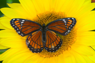 Viceroy Butterfly a mimic of the Monarch butterfly, Limenitis archippus