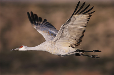 Sandhill Crane, Grus canadensis, adult in flight, Bosque del Apache National Wildlife Refuge, New Mexico, USA, December
