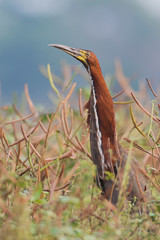 Rufescent tiger heron