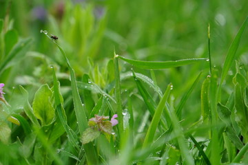 green grass with dew drops