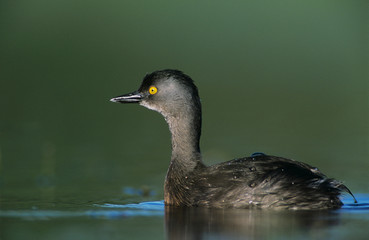 Least Grebe, Tachybaptus dominicus, male, Lake Corpus Christi, Texas, USA, June