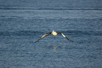 Australian Pelican