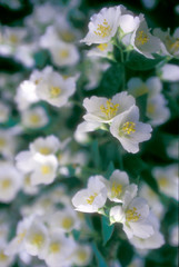 Delphinium Field